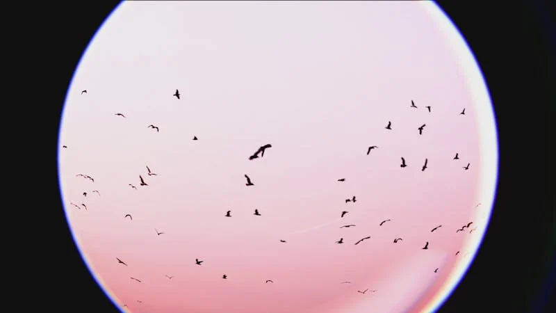 群鸟的自由翱翔