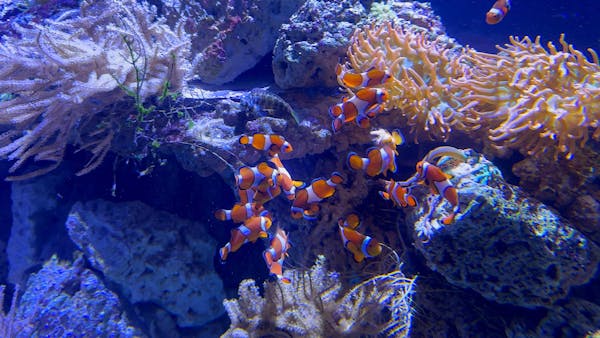 海底世界的尼莫群像