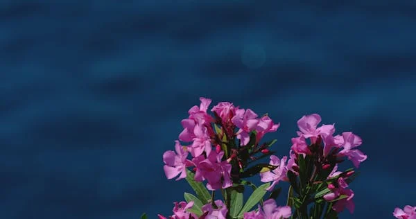 碧海前的粉花绮梦